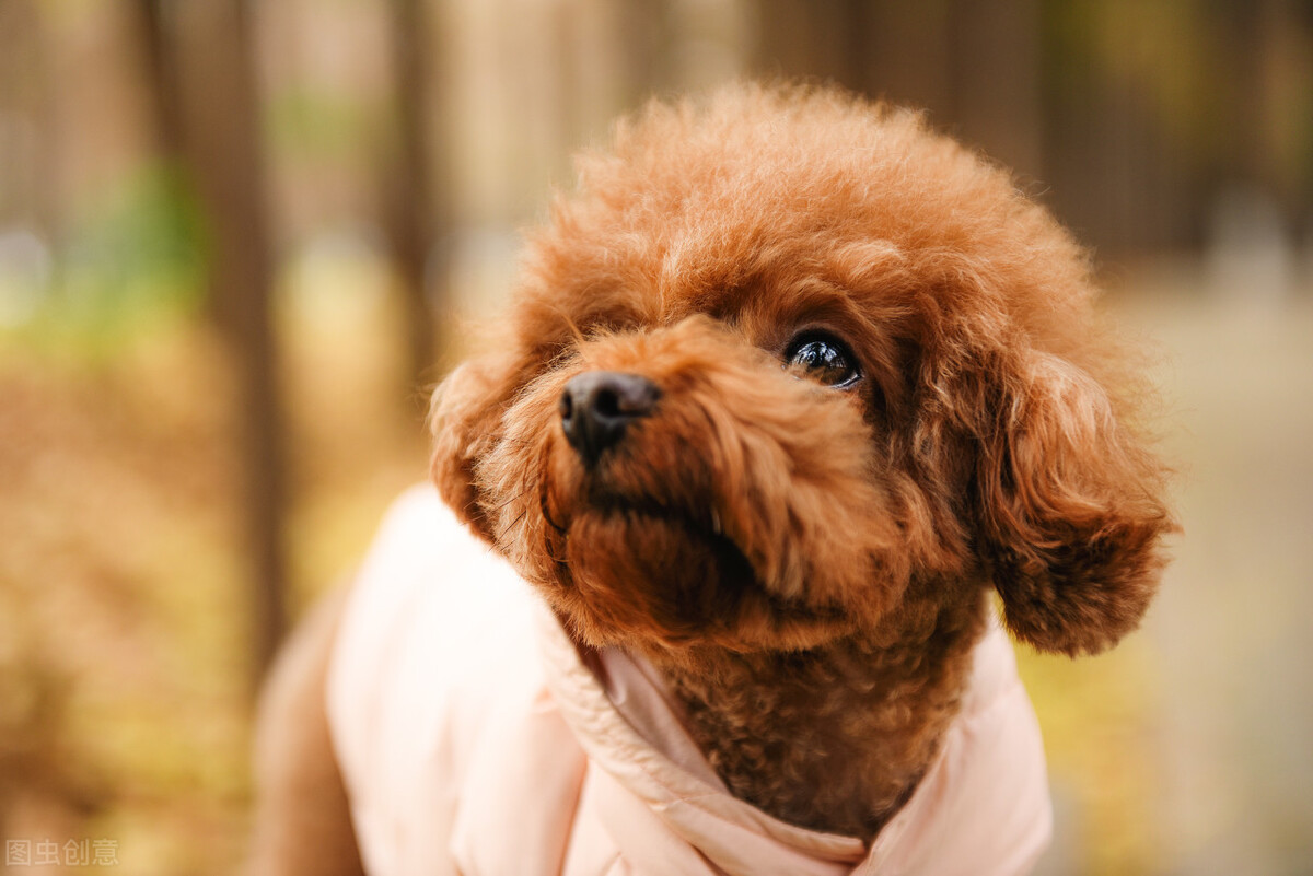 啥狗掉毛多_不掉毛的狗狗品种小型犬_狗狗品种掉毛少