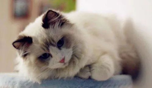 自来水能喝猫咪吗_自来水可以直接给猫喝吗_猫能喝自来水吗